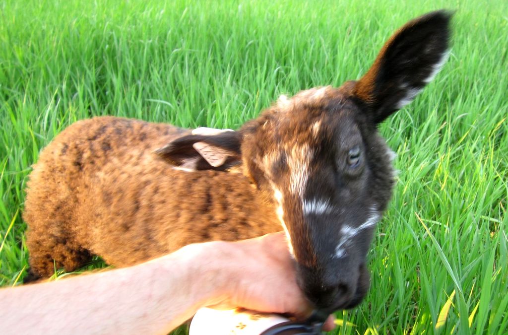 Bucky, my first bottle lamb